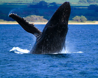 Breach