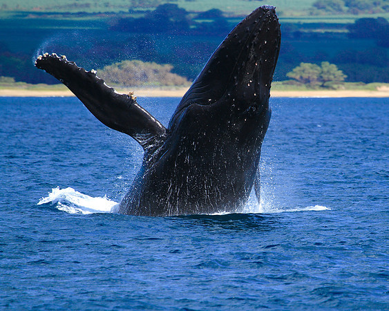 Breach