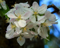 Door County Apple Blossoms