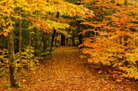 The Path - Whitefish Dunes State Park-6784