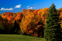 Green Red and Yellow-3264
