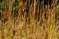 Door County Cattails-6779