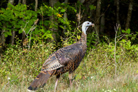 Turkey Day-3973