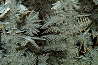 Natures Window Art-6913