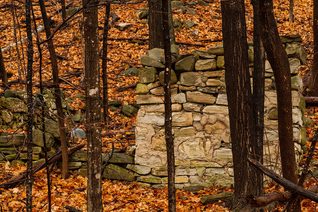Wall in the Woods