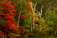 Colors and Birch Trunks-6588