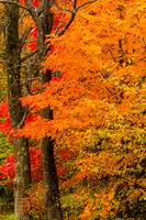 Fall