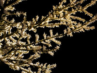 Ice Lights-0702