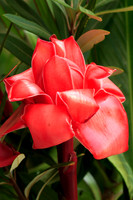 Pink Ginger
