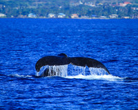 Whale Tail
