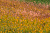 Windy Grass