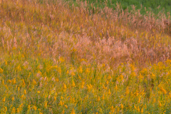 Windy Grass