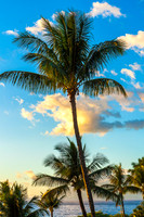 Sunset Palms-4465