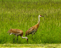 Sand Hill Cranes in DC-5693