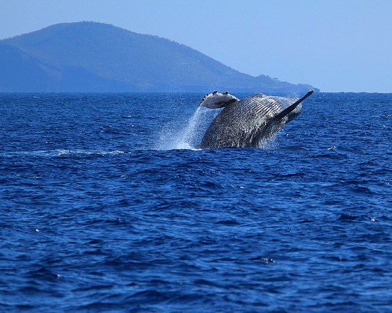 Humpback Whale Breach