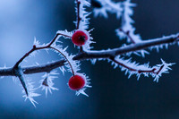 Frozen Berries-6939