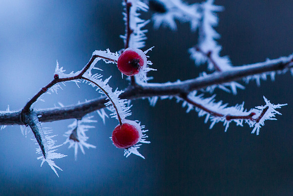 Frozen Berries-6939
