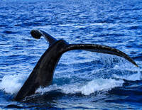 Whale Tail Rocking the Boat
