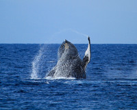 Breach Off the Port