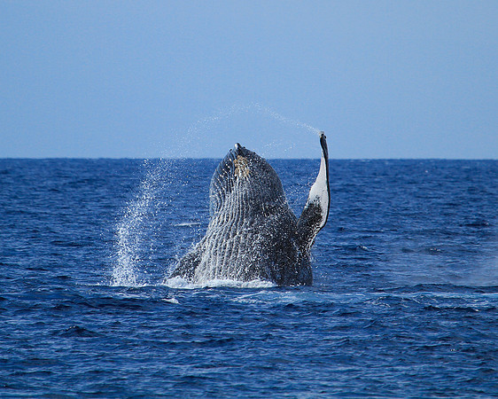 Breach Off the Port