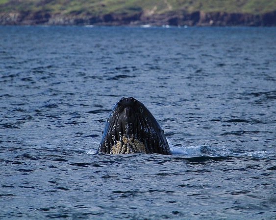 Whale Spy Hopping