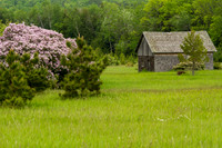 Lilacs and Old Shed-5681