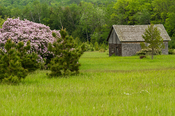 Lilacs and Old Shed-5681