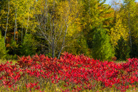 Autumn Sumac-4048