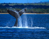 Whale Tail Slap
