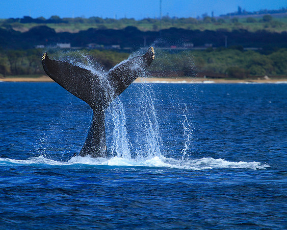 Whale Tail Slap