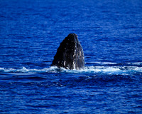 Whale Peeking
