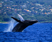 Breach Off Maui